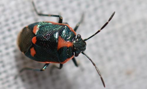 Eurydema oleracea